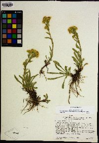 Solidago multiradiata image