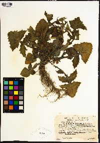 Sonchus oleraceus image