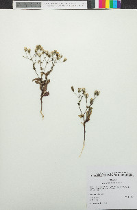 Senecio mohavensis image