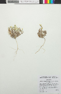 Eriophyllum ambiguum image