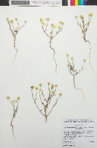Eriophyllum ambiguum image