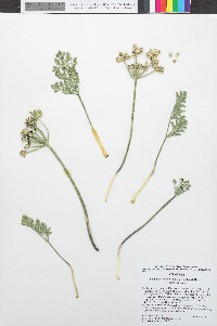 Lomatium mohavense image