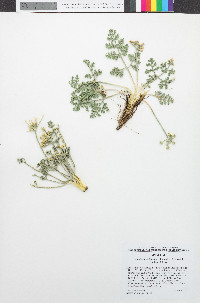 Lomatium mohavense image