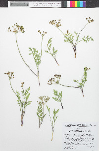 Lomatium nevadense image