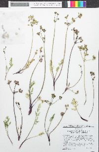 Lomatium nevadense var. parishii image