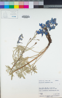 Delphinium andersonii image