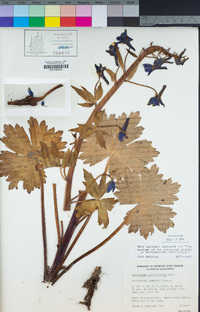 Delphinium trolliifolium image