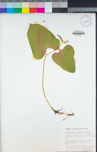 Maianthemum dilatatum image