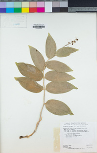 Maianthemum racemosum image