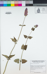 Agastache urticifolia image