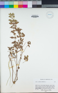 Mentha arvensis image