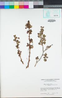 Ribes roezlii var. cruentum image