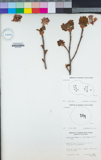 Ribes sanguineum var. glutinosum image