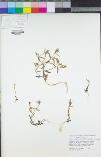 Microsteris gracilis image