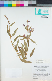 Chamerion angustifolium subsp. circumvagum image