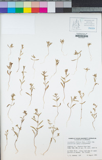 Gayophytum diffusum subsp. parviflorum image