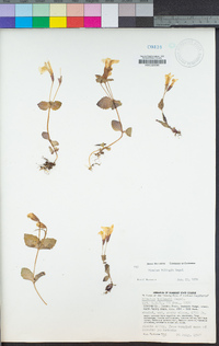 Erythranthe tilingii image