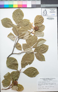 Cornus nuttallii image