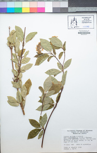 Cornus sericea image