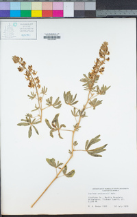 Lupinus andersonii image