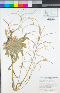 Boechera pauciflora image