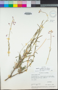 Boechera lincolnensis image