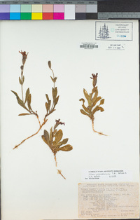 Silene serpentinicola image