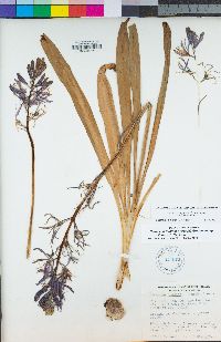 Camassia quamash subsp. breviflora image