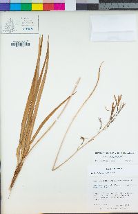 Camassia quamash subsp. breviflora image