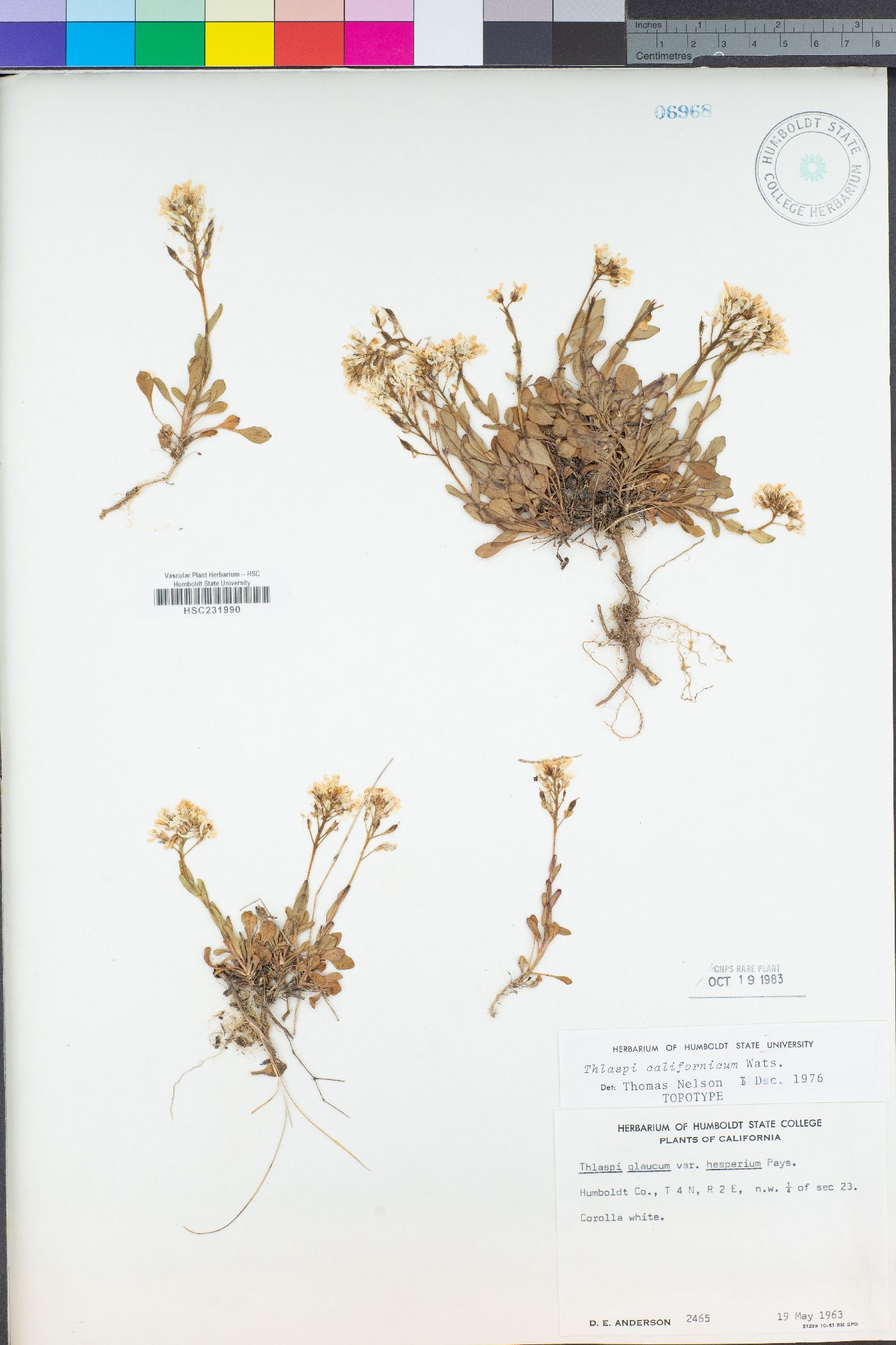 Noccaea fendleri subsp. californica image