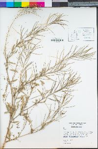 Sisymbrium irio image