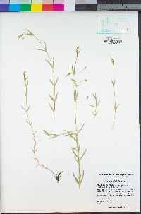 Arenaria paludicola image