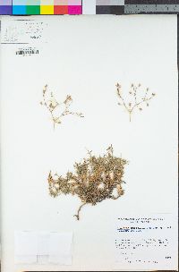 Minuartia nuttallii image