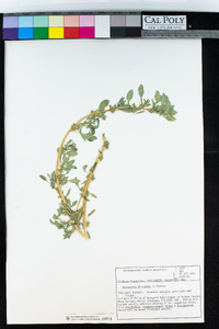 Amaranthus blitoides image