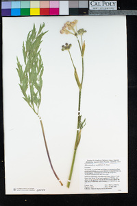 Angelica capitellata image