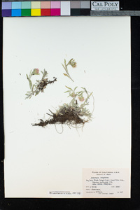 Antennaria corymbosa image