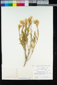 Ericameria discoidea image