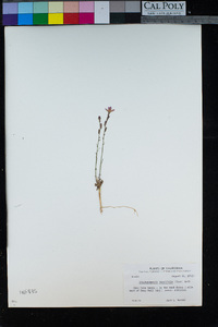 Stephanomeria tenuifolia image