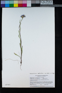 Symphyotrichum spathulatum image