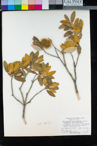 Chrysolepis sempervirens image