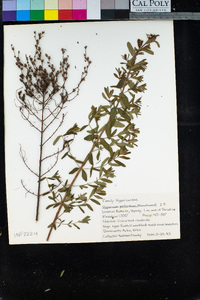 Hypericum perforatum image