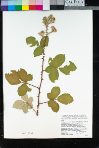Rubus ulmifolius image