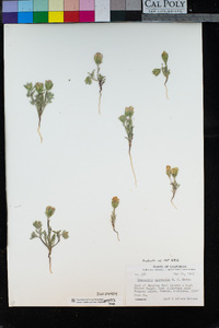 Chaenactis macrantha image