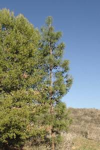 Image of Pinus canariensis