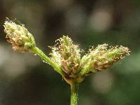 Scirpus microcarpus image