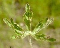 Geranium dissectum image