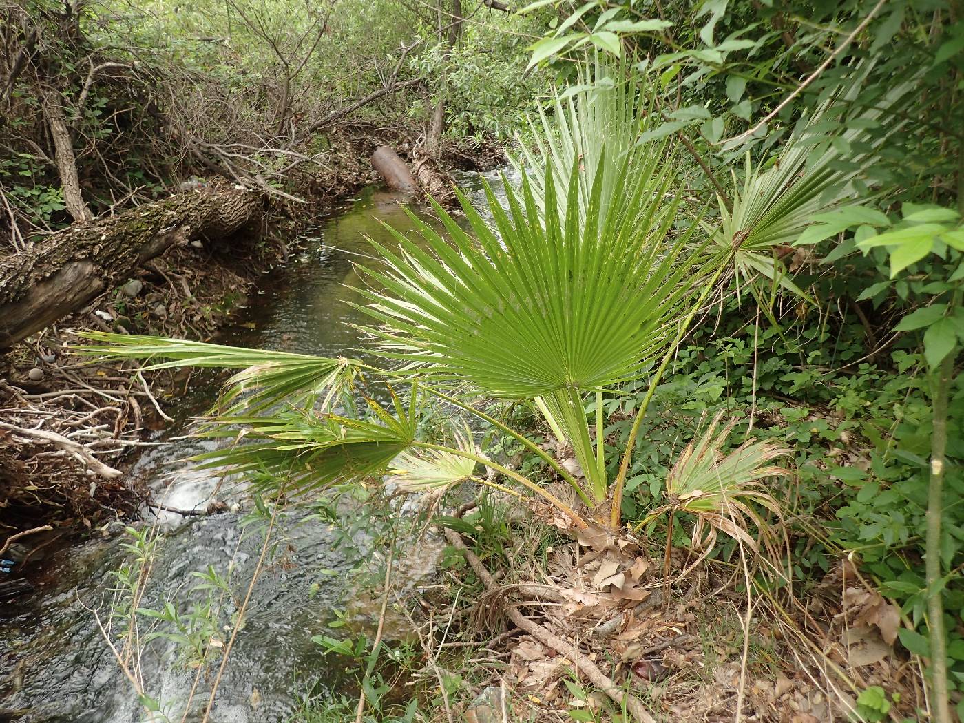 Washingtonia robusta image