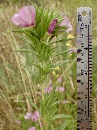 Clarkia purpurea image