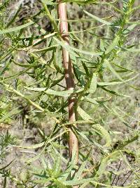 Artemisia dracunculus image