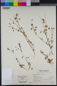 Emmenanthe penduliflora image